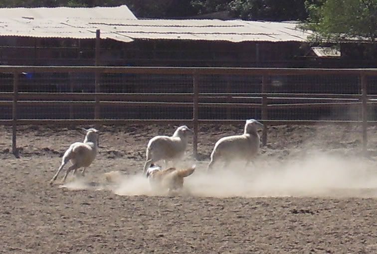 Sheepherding3.jpg