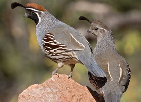 Gambels_Quail_Glamor_Ned_Harris.jpg