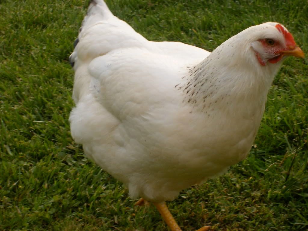DSCF1331.jpg