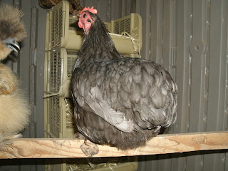 GEDC0100.JPG