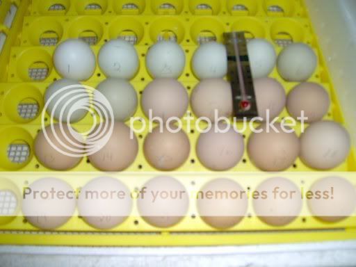 hatchingeggs021.jpg