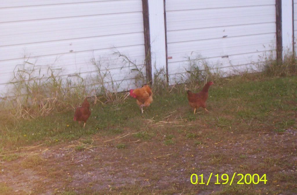 animals282.jpg