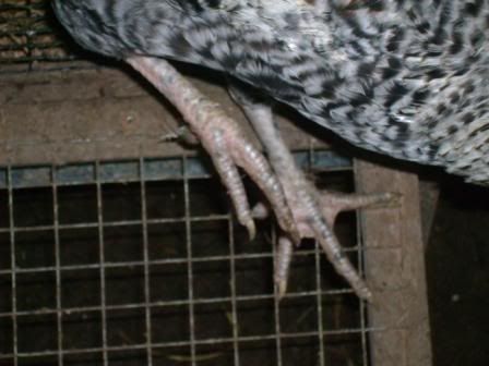 uglyfeet.jpg