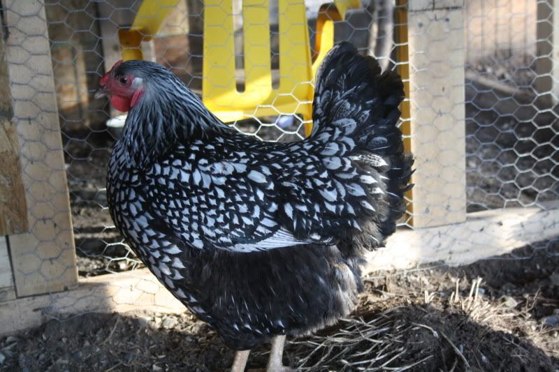 jan2010072.jpg