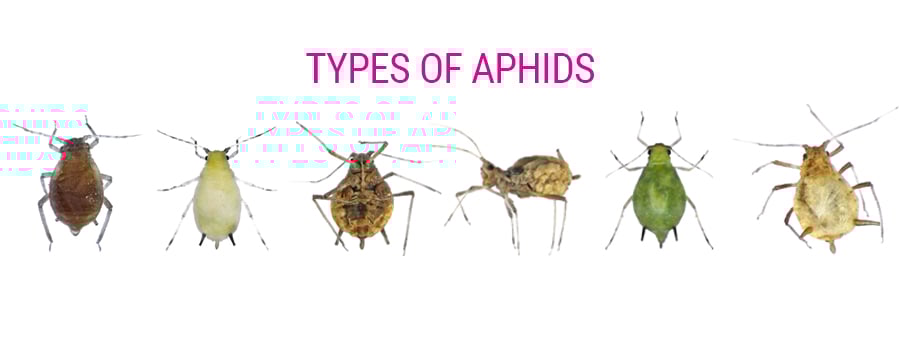 APHIDS-TYPES.jpg