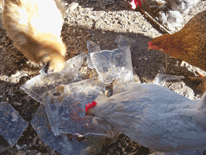 108_2808.gif