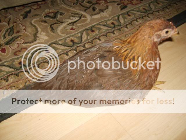 sickchick007.jpg