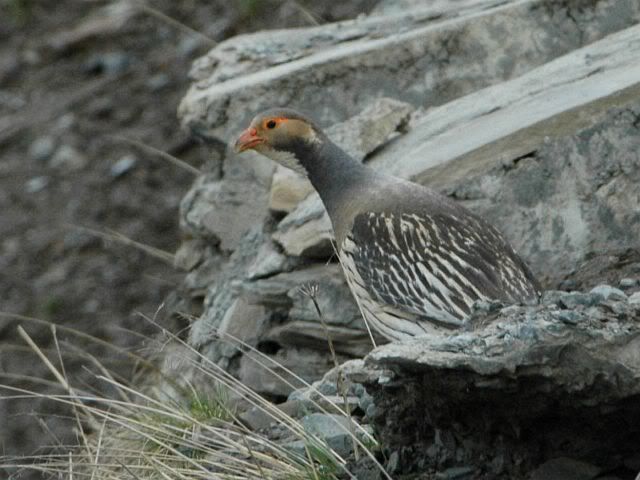 tibetan_snowcock_ec.jpg