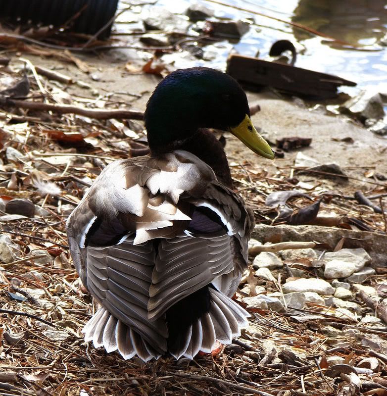 mallard1.jpg