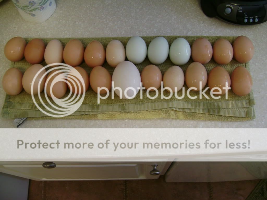 EggsCollected909.jpg