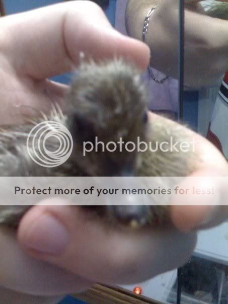 duck4.jpg