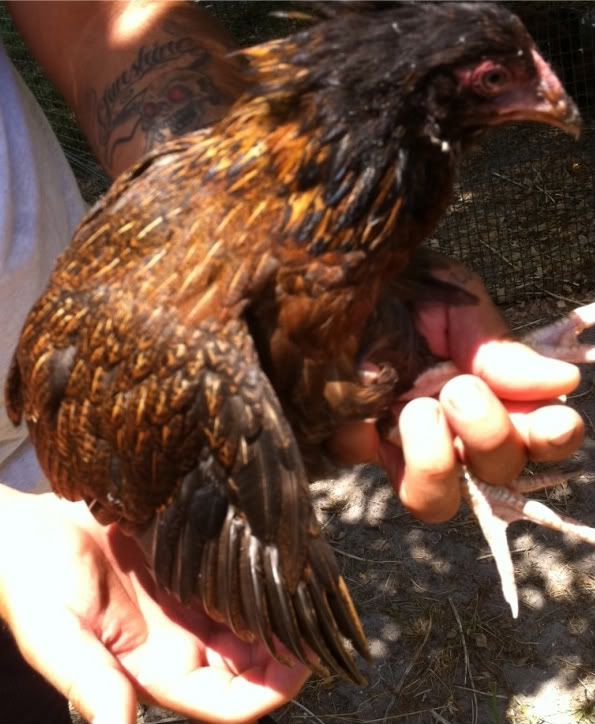 blackchick3.jpg