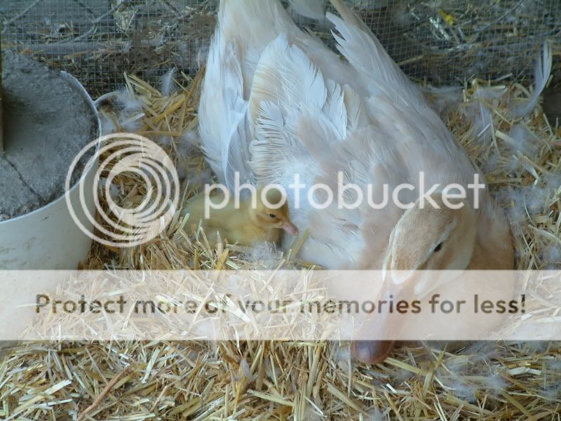 Ducklings5-27-09017.jpg