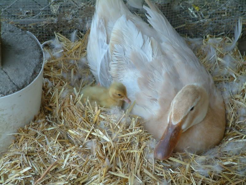 Ducklings5-27-09017.jpg