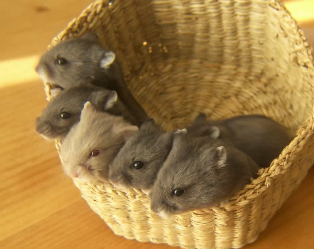 BabiesHamsters2weeksold.jpg