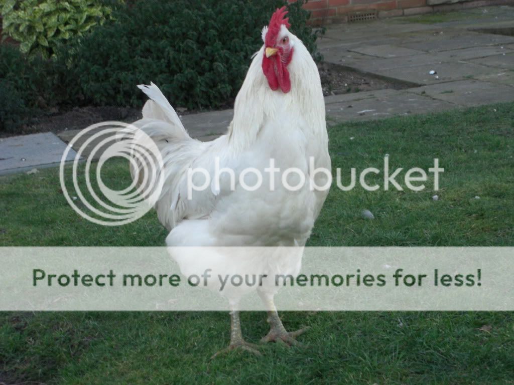 Chickensetc677.jpg