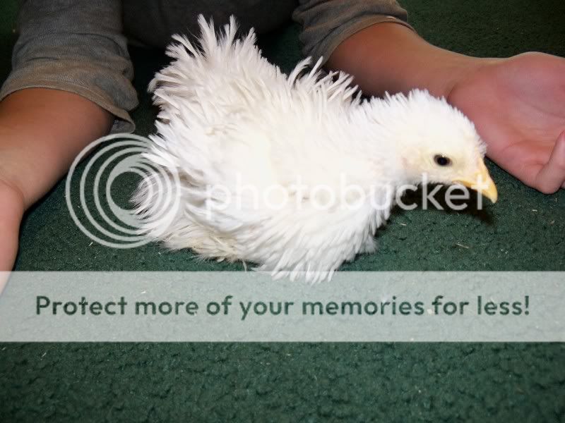 5weekchick007.jpg