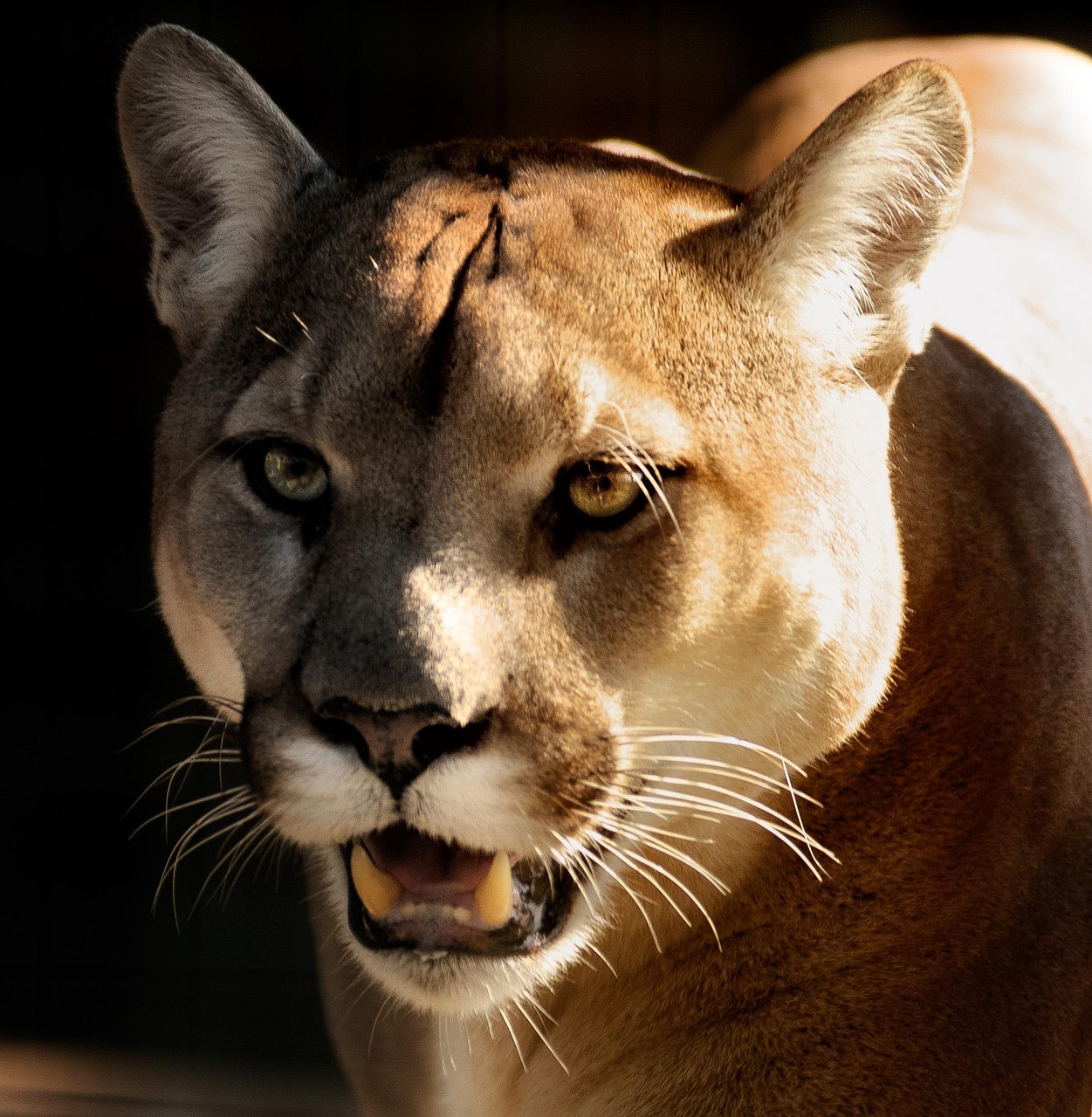 Free Cougar Puma photo and picture
