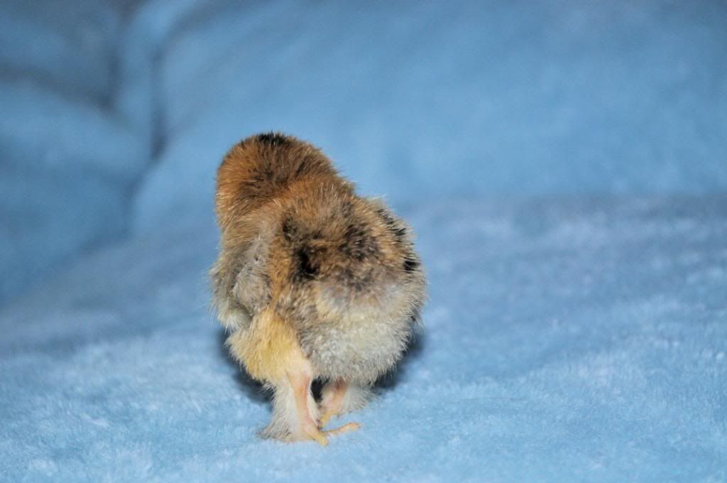 chick5.jpg