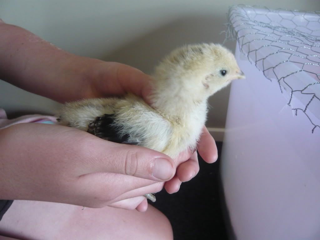 chicks3weeksold2011penny002.jpg