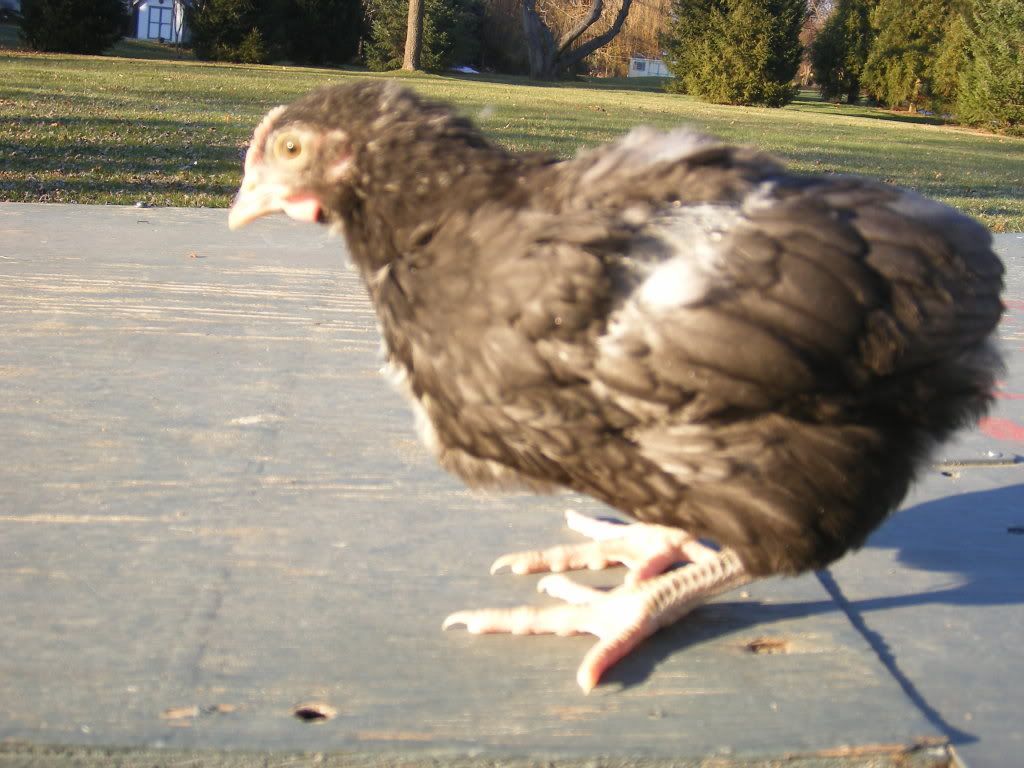 DSCF1916.jpg