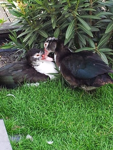 Foto-Q8MKKNH8-D.jpg