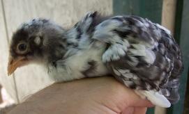 200x200px-ZC-d717e79b_13371_piebald_002r.jpeg