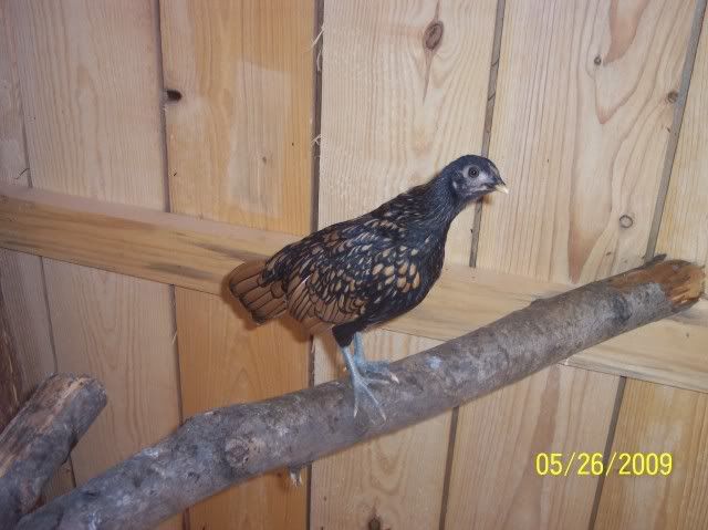025-1.jpg