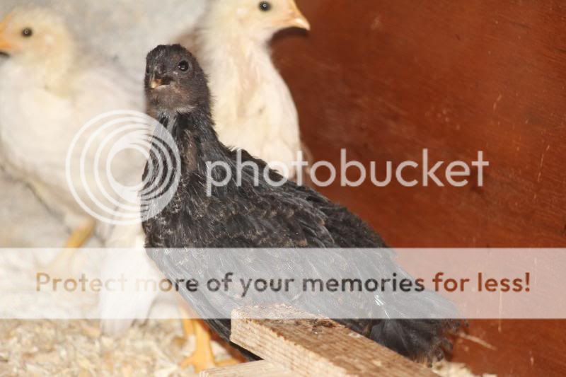 TSCChicks004.jpg