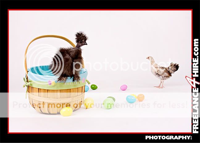 Dec08Chickens4983LRlogo.jpg
