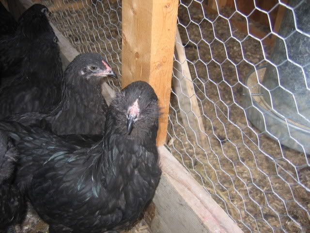 Ameraucanas009.jpg