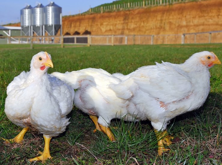 Jumbo Cornish Cross Broiler Meat Chicken For Sale | Cackle Hatchery®
