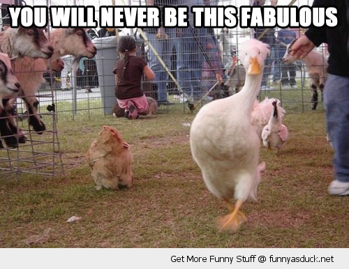 funny-fabulous-duck-bird-chicken-pics.jpg