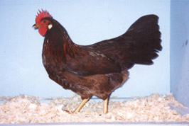 SCDarkBrownLeghornLargeFowlfemale.jpg