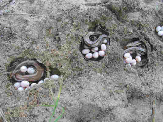 Communal_nest_guarding_in_Eumeces.jpg