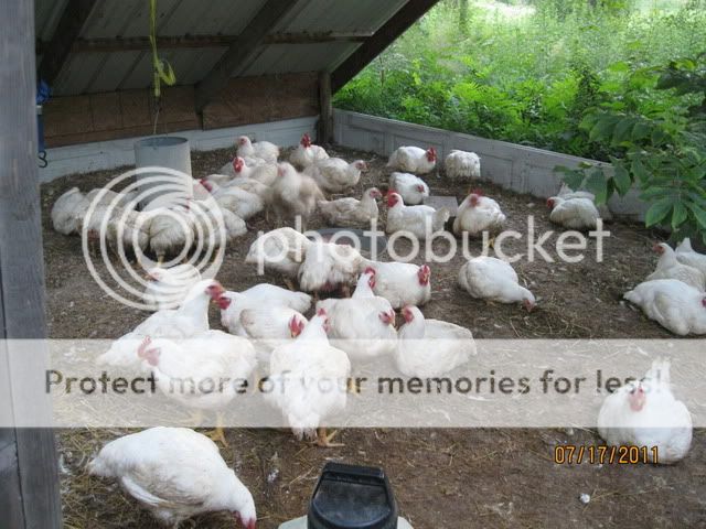 meatbirds001.jpg