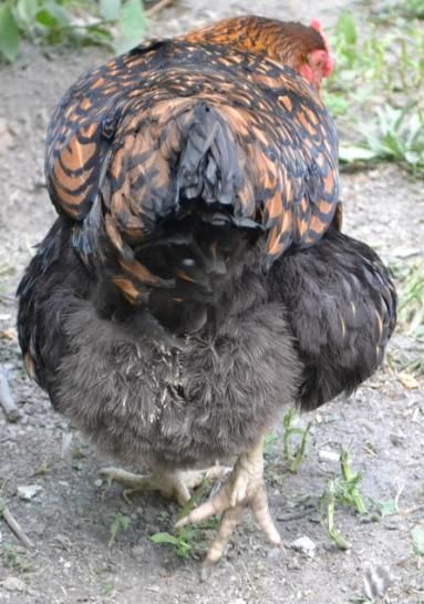 5fluff-buttentrant1ani.jpg