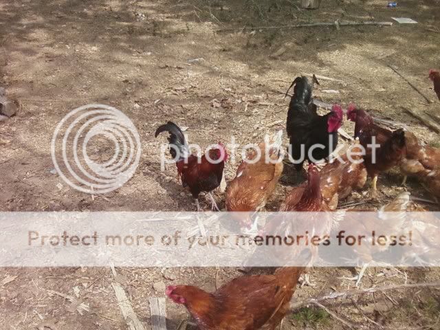 chickens.jpg