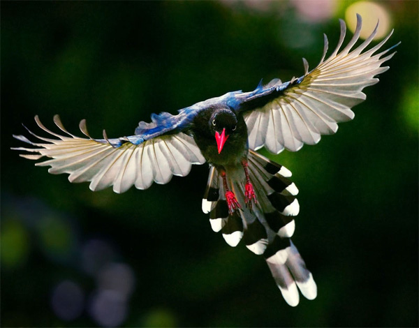 BeautifulBirds2.jpg
