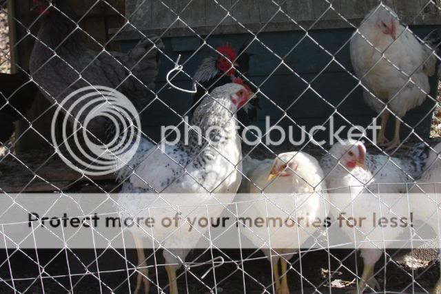chickens0110019.jpg