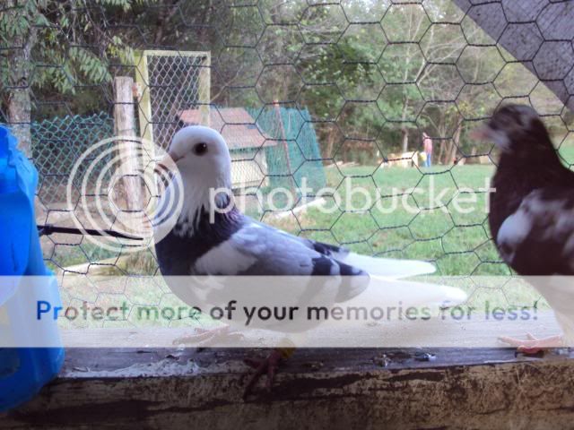 roller pigeons flying