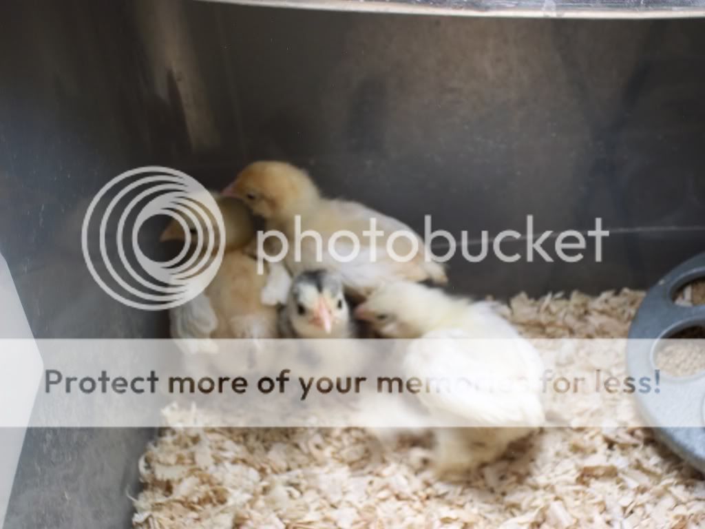 7-4-2011Pictures021.jpg