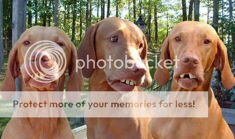 dogs.jpg