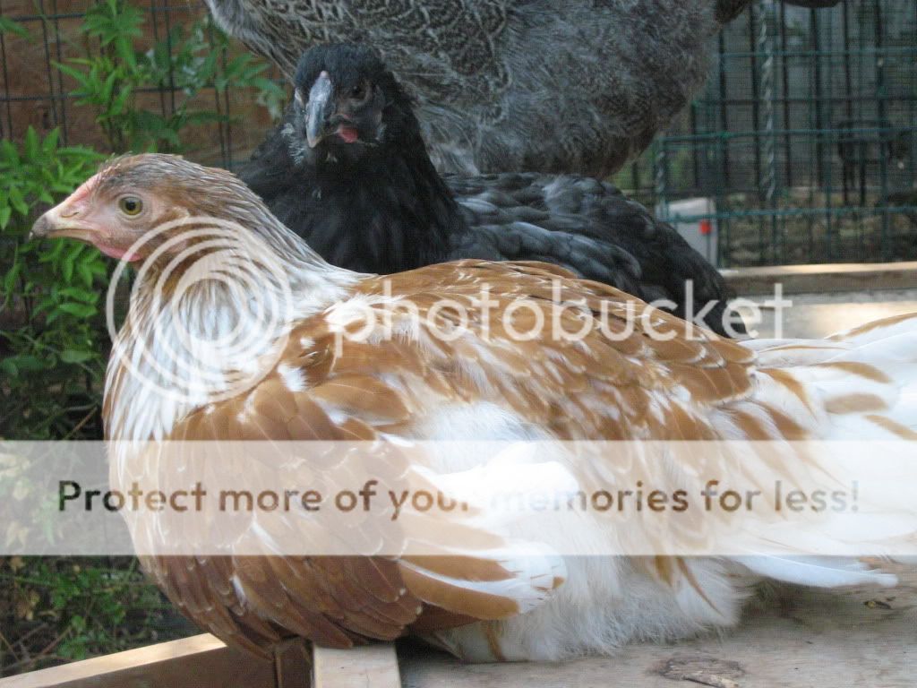 NewChickensAugust8th2010025.jpg