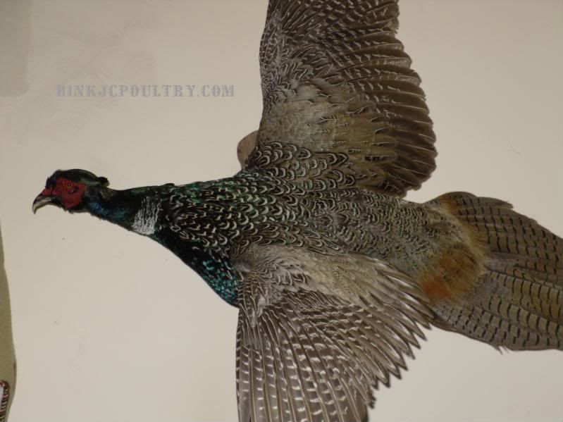 Lightningpheasant008.jpg