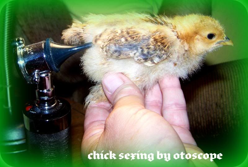 chicksexing03.jpg