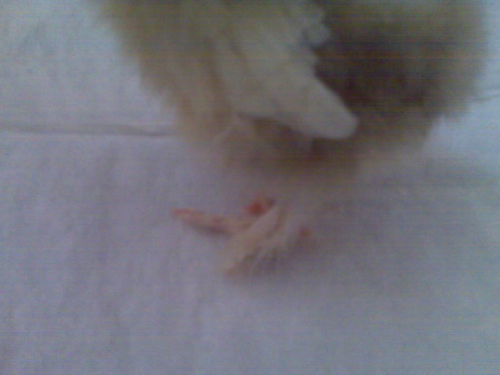 Fuzzy2.jpg
