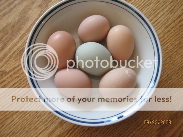 IMG_0957.jpg