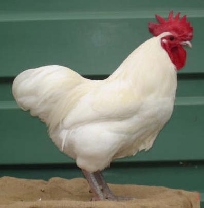 Australorp%20Cock.jpg