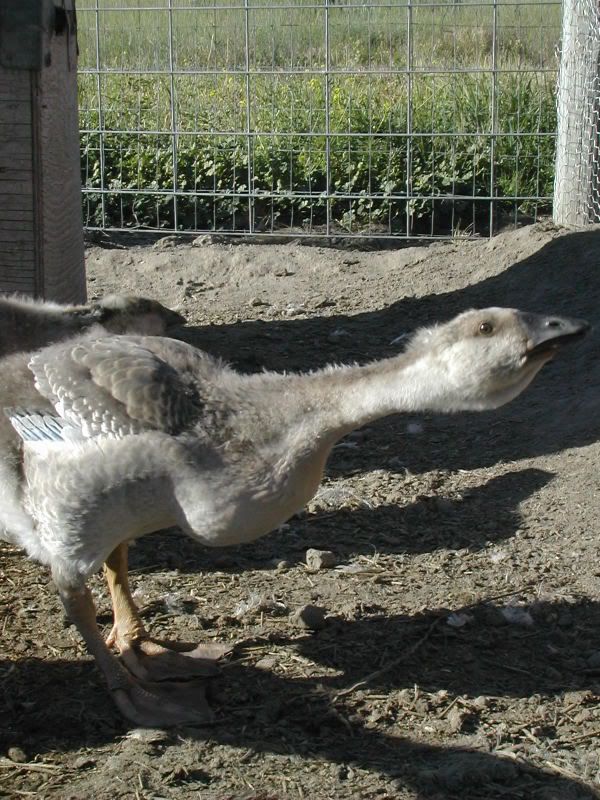 DSCN5400.jpg